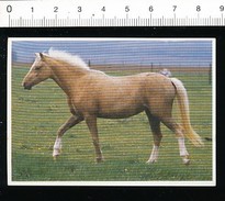 Image /  Le Palomino  /  Cheval Horse Chevaux Race  //  Ref IM 09 - Poulain