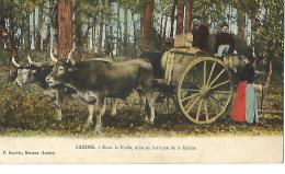 LANDES - Dans La Forêt, Mise En Barrique De La Résine Attelage De Boeufs   - F. Bernède, Morcenx - Attelages