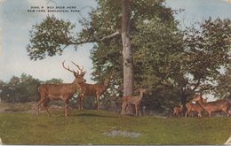 CPA NEW YORK Zoological Park - Red Deer Herd - Parken & Tuinen