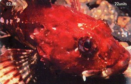 ISLE OF MAN. Scorpion Fish. 1999-01-01. 20000 Ex. IM-TEL-0149. (003) - Île De Man