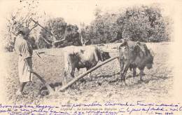 Thème: Agriculture. Battage. Moisson. Labourage En Kabylie     (voir Scan) - Attelages