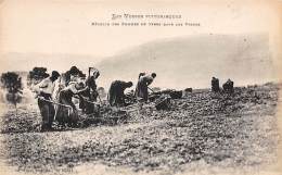 Thème: Agriculture. Battage. Moisson.  Récolte De Pommes De Terre  Dans Les Vosges Non Localisé    (voir Scan) - Landwirtschaftl. Anbau