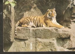 K2 Russia USSR Soviet Postcard Fauna Animals Animal Tiger 1989 - Tiger