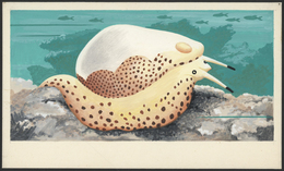 Umm Al Qaiwain: 1972. Artist's Drawing For The 5dh Value Of The Set "Sea Animals" Showing COWRY. Acrylic On Paper On Car - Umm Al-Qiwain