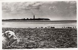 Texel,Zeehonden Op De Zandplaat - Texel