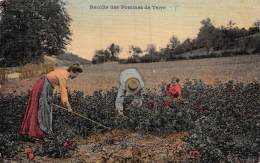 Thème: Agriculture. Battage. Moisson:   Récolte De Pommes De Terre  (voir Scan) - Fattorie