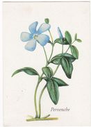 Fleurs Plantes Médicinales  Pervenche  Ed; Yves Rocher  TBE - Heilpflanzen