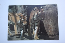 Siberian Tiger - Old  Postcard - Tijgers