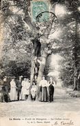 76 Le Havre. Foret De Mongeon. Le Chene Creux - Forêt De Montgeon