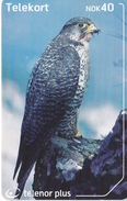 TARJETA DE NORUEGA DE UN HALCON (EAGLE-BIRD-PAJARO) - Eagles & Birds Of Prey