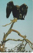 TARJETA DE FINLANDIA DE UN AGUILA (BIRD-EAGLE-PAJARO) - Adler & Greifvögel