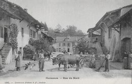 HERMANCE → Rue Du Nord Mit Ochsengespann Und Vielen Dorfbewohner, CA.1900 - Hermance