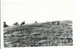 Groeten Van Texel Moutons - Texel