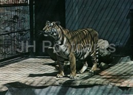 Tiger - Panthera Tigris - National Zoo - Cuba - Unused - Tijgers