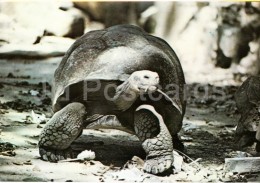 Galapagos Turtle - National Zoo - Cuba - Unused - Schildkröten