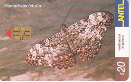 248 TARJETA DE UNA MARIPOSA DE URUGUAY HAMADRYAS FEBRUA (BUTTERFLY) (GHIP G-4 NEGRO) - Uruguay