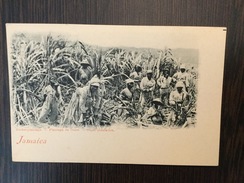 AK  JAMAICA  PLANTAGE DE SUCRE  SUGAR PLANTATION  PRE-1904  E. ARENZ - Jamaïque