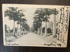 AK  BARBADOS AVENUE OF PALMS  BELLEVILLE  1901 - Barbados