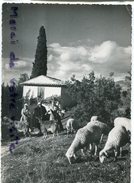 - Jeunes Bergères Du Comtat - édition D'Art AUGIER, 1950, Grand Format, Cliché Peu Courant, écrite, TBE, Scans. - Altri & Non Classificati