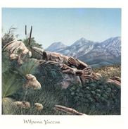 (571) Australia - SA - Wilpena Yaccas - Flinders Ranges