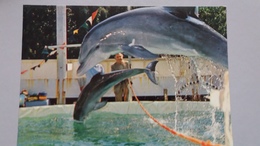 CPSM LES CELEBRES DAUPHINS DE JEAN RICHARD ET DU CAPITAINE RICHARD DECKER - Delfines