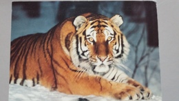 CPSM TIGRE DE SIBERIE WWF PHOTO TERRY WHITTAKER - Tigri