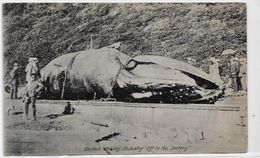 CPA Afrique Du Sud Baleine Cétacé Durban Non Circulé - Zuid-Afrika