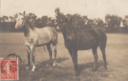 CARTE PHOTO DEUX CHEVAUX - Horses