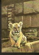 K2 Russia USSR Soviet Postcard Fauna Animals Panthera Tigris Altaica Siberian Amur Tiger Baby Photo By Bavykin - Tiger