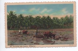 PHILIPPINES - HARROWING WITH CARABAO - AGRICULTURE - Filippine