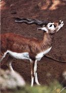 ANIMALS - BLESBOK (Damaliscus Dorcas) - Dierentuin