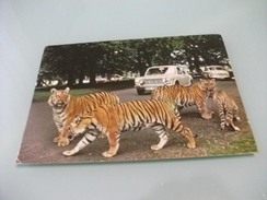 TIGRI TIGERS WOBURN WILD ANIMAL KINGDOM WOBURN PARK BEDS U.K. AUTO CAR PIEGA ANG. PICCOLO STRAPPO IN ALTO - Tiger