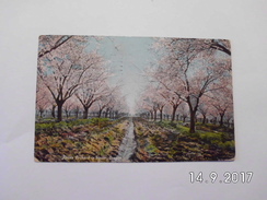 Prune Orchard In Bloom, Oregon.(19 - 6 - 1908) - Portland