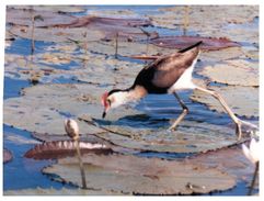 (106) Australia - NT - Lotus Bird - Kakadu