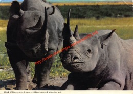 Black Rhinoceros - Schwarze Rhinozeros - Rhinocéros Noir - Rhinocéros