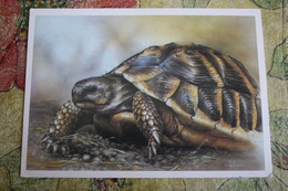 TURTLE - Testudo  - Eretmochelya Imbricata -soviet Postcard - Old PC - Tortue 1975 - Schildkröten