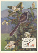 D31802 CARTE MAXIMUM CARD RR 1960 ROMANIA - MESANGE LONG-TAILED TITMOUSE CP ORIGINAL - Songbirds & Tree Dwellers