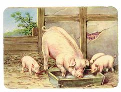 Chromo Maman Cochon (Truie) Et Ses 3 Petits Porcelets (Pig, Varken, Schwein, Cerdo) - Autres & Non Classés