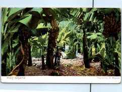 Delcampe - ESPAGNE - - Gran Canaria - Plantacion De Banana - Gran Canaria