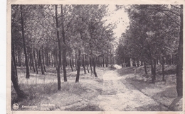 SOUS BOIS     BOSCH - Keerbergen