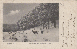 Allemagne - Berlin-Grunewald - Parthie Aus Dem Grunewald - Winter - Chevreuil - Postmarked 1902 - Grunewald