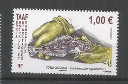 TAAF ANTARTIDA ANTARCTIC COLIN AUSTRAL PEZ PESCA FISH - Antarctische Fauna
