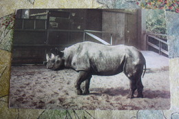 OLD  Postcard - Rhinoceros - Rhino  - 1968 - Rhinoceros