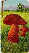 Chromo Champignon Mushroom Gaufré 11 X 6 Texte Explicatif Au Dos - Other & Unclassified