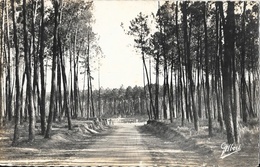 Montendre - Arrivée Au Lac Baron-Desqueyroux Sous Les Pins - Edition D'Art A. Gilbert - Carte Non Circulée - Montendre