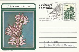 AMPHILEX Amsterdam First Day SOUTH AFRICA Postal STATIONERY CARD Illus ERICA VENTRICOSA FLOWER Cover Stamps Flowers Rsa - Storia Postale