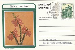 AMPHILEX Amsterdam First Day SOUTH AFRICA Postal STATIONERY CARD Illus ERICA MARIAE FLOWER Cover Stamps Flowers Rsa - Storia Postale