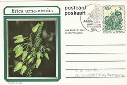 AMPHILEX Amsterdam First Day SOUTH AFRICA Postal STATIONERY CARD Illus ERICA URNA VIRIDIS FLOWER Cover Stamp Flowers Rsa - Covers & Documents