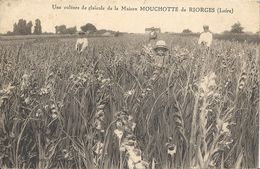 CPA  Une Culture De Glaïeuls De La Maison Mouchotte De Riorges - Riorges