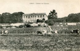 Delcampe - LIMAY(VACHE) - Limay